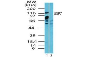 Image no. 2 for anti-Ubiquitin Specific Peptidase 7 (Herpes Virus-Associated) (USP7) (AA 30-80) antibody (ABIN960400) (USP7 antibody  (AA 30-80))