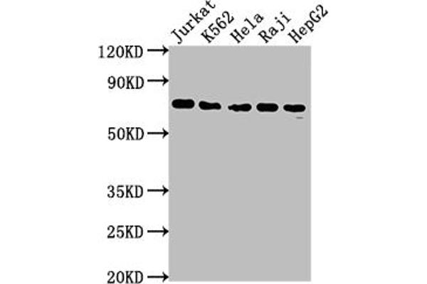 Recombinant FUBP1 antibody