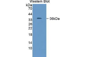 Western blot analysis of the recombinant protein. (TUBB1 antibody  (AA 166-451))