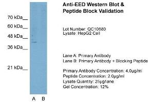 Host:  Rabbit  Target Name:  EED  Sample Type:  HepG2  Lane A:  Primary Antibody  Lane B:  Primary Antibody + Blocking Peptide  Primary Antibody Concentration:  4. (EED antibody  (N-Term))