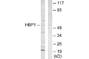 Western blot analysis of extracts from COS-7 cells, using HBP1 antibody. (HBP1 antibody  (Internal Region))
