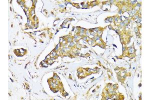 Immunohistochemistry (IHC) image for anti-Milk Fat Globule-EGF Factor 8 Protein (MFGE8) (AA 1-200) antibody (ABIN6143792)