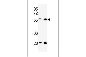 Western blot analysis of C13orf3 Antibody (Center) (ABIN652928 and ABIN2842594) in Hela, 293 cell line lysates (35 μg/lane).