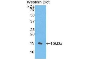Western Blotting (WB) image for anti-Transforming Growth Factor, beta 1 (TGFB1) (AA 260-373) antibody (ABIN1078598) (TGFB1 antibody  (AA 260-373))