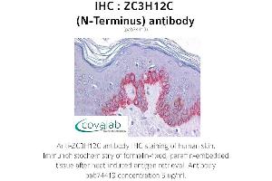 Image no. 1 for anti-Zinc Finger CCCH-Type Containing 12C (ZC3H12C) (N-Term) antibody (ABIN1740909) (ZC3H12C antibody  (N-Term))