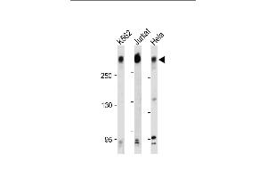 PCM1 antibody  (C-Term)