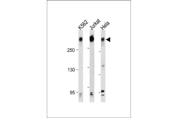 PCM1 Antikörper  (C-Term)