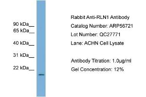 Western Blotting (WB) image for anti-Relaxin 1 (RLN1) (Middle Region) antibody (ABIN785837) (Relaxin 1 antibody  (Middle Region))