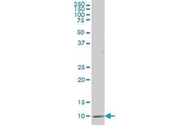 ATP6V1G2 antibody  (AA 41-118)