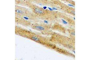 Immunohistochemical analysis of HAX1 staining in mouse heart formalin fixed paraffin embedded tissue section. (HAX1 antibody)