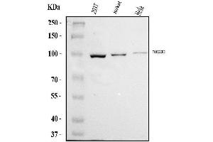 Western blot analysis of TUBGCP3 using anti-TUBGCP3 antibody (ABIN7599552).