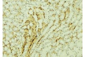 ABIN6277002 at 1/100 staining Mouse kidney tissue by IHC-P. (TBXAS1 antibody  (N-Term))