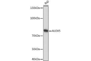 Western blot analysis of extracts of Raji cells, using  Rabbit mAb (ABIN3016894, ABIN3016895, ABIN3016896, ABIN1679361 and ABIN1679362) at 1:1000 dilution. (ALOX5 antibody)
