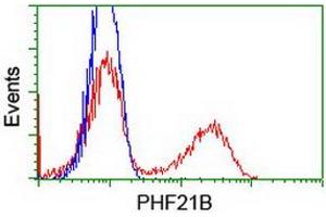 HEK293T cells transfected with either RC204284 overexpress plasmid (Red) or empty vector control plasmid (Blue) were immunostained by anti-PHF21B antibody (ABIN2454802), and then analyzed by flow cytometry. (PHF21B antibody)