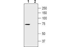 Western Blotting (WB) image for anti-Potassium Voltage-Gated Channel, Shaker-Related Subfamily, Member 4 (KCNA4) (AA 348-362), (Extracellular) antibody (ABIN7043526)