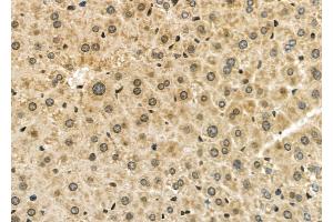 ABIN6261609 and ABIN6277954 at 1/100 staining Mouse liver tissue by IHC-P. (ESRRA antibody  (Internal Region))