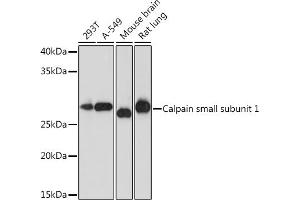 Western blot analysis of extracts of various cell lines, using Calpain small subunit 1 Rabbit mAb (ABIN7266036) at 1:1000 dilution. (Calpain S1 antibody)
