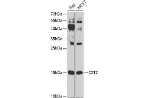 Western blot analysis of extracts of various cell lines, using CST7 antibody (ABIN6131040, ABIN6139156, ABIN6139157 and ABIN6224188) at 1:1000 dilution. (CST7 antibody  (AA 20-145))