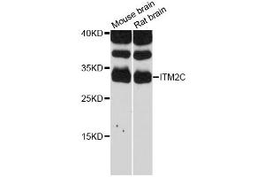 Western blot analysis of extracts of various cell lines, using ITM2C antibody (ABIN6293177) at 1:3000 dilution. (ITM2C antibody)