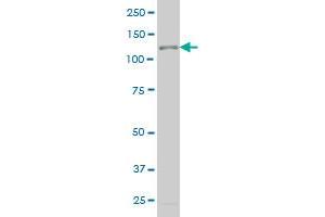 TTF2 antibody  (AA 385-509)