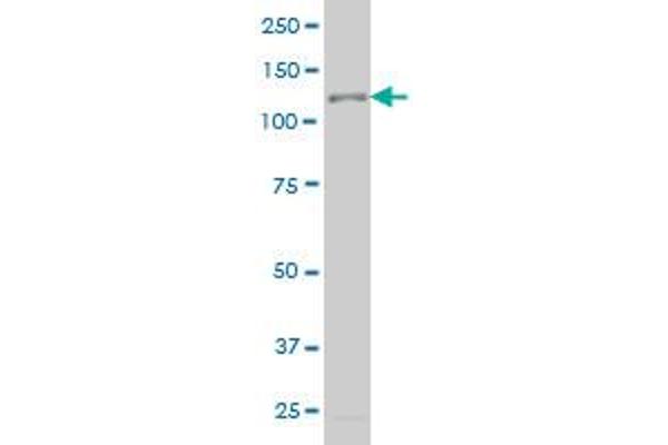 TTF2 antibody  (AA 385-509)