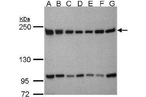 BTAF1 antibody  (C-Term)