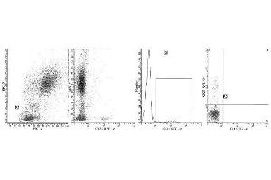 Image no. 1 for anti-Complement Component (3d/Epstein Barr Virus) Receptor 2 (CR2) antibody (ABIN1106056) (CD21 antibody)