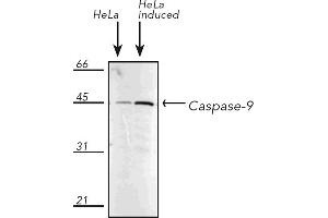 Western Blotting (WB) image for anti-Caspase 9, Apoptosis-Related Cysteine Peptidase (CASP9) antibody (ABIN7211373) (Caspase 9 antibody)
