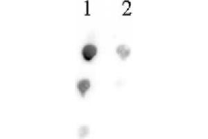 Histone H2B acetyl Lys46 pAb tested by dot blot analysis. (Histone H2B antibody  (acLys46))