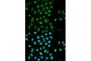 Immunofluorescence (IF) image for anti-PYD and CARD Domain Containing (PYCARD) (AA 50-195) antibody (ABIN3021617)