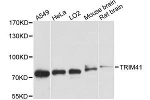 Western blot analysis of extracts of various cell lines, using TRIM41 antibody. (TRIM41 antibody  (AA 421-630))