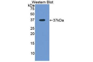 Western Blotting (WB) image for anti-Lactate Dehydrogenase A (LDHA) (AA 1-332) antibody (ABIN1078258) (Lactate Dehydrogenase A antibody  (AA 1-332))