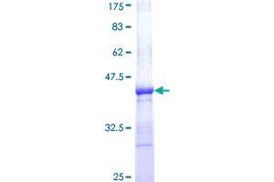 alpha Adaptin Protein (AA 824-923) (GST tag)