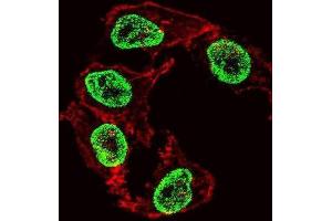 Immunofluorescence (IF) image for anti-Arginine-Fifty Homeobox (ARGFX) antibody (ABIN2999638) (ARGFX antibody)