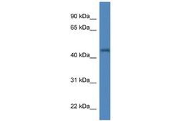 IRGC antibody  (AA 73-122)