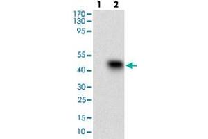 Western blot analysis of Lane 1: Negative control [HEK293 cell lysate]; Lane 2: Over-expression lysate [SSTR3 (AA: 1-43)-hIgGFc transfected HEK293 cells] with SSTR3 monoclonal antibody, clone 7H8E5  at 1:500-1:2000 dilution. (SSTR3 antibody  (AA 1-43))