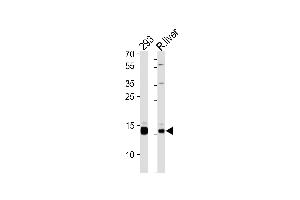 SUMO3 Antibody (ABIN388089 and ABIN2846043) western blot analysis in 293 cell line and rat liver tissue lysates (35 μg/lane). (Pan SUMO antibody)