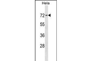 PRKCSH Antibody (N-term) (ABIN1539431 and ABIN2838176) western blot analysis in Hela cell line lysates (35 μg/lane).