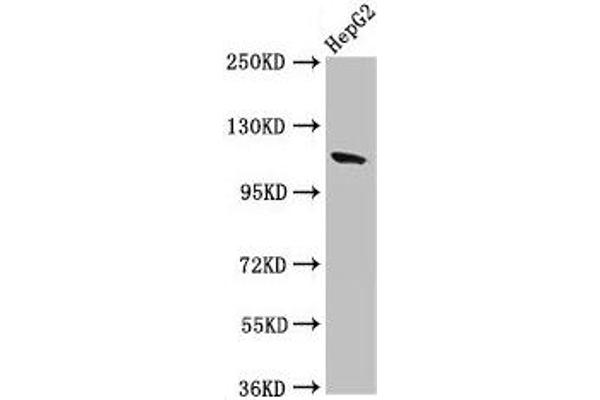 Contactin 6 antibody  (AA 706-812)
