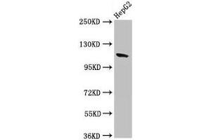 Contactin 6 Antikörper  (AA 706-812)