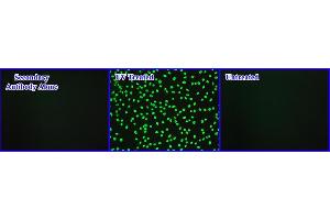 DNA Damage Induced by UV Light in Hela Cells. (OxiSelect™ Cellular UV-Induced DNA Damage Staining Kit (CPD))