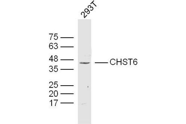 CHST6 antibody  (AA 101-200)
