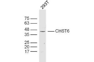 293T lysates probed with CHST6 Polyclonal Antibody, Unconjugated  at 1:300 dilution and 4˚C overnight incubation.