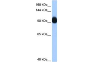 Western Blotting (WB) image for anti-Ring Finger Protein 10 (RNF10) antibody (ABIN2461859) (RNF10 antibody)
