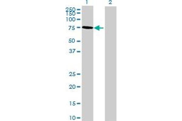 RAI2 antibody  (AA 1-530)