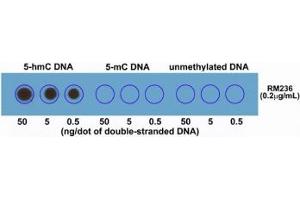 Dot blot of double stranded DNA using recombinant 5hmC antibody.