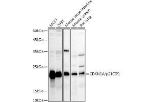 Western blot analysis of extracts of various cell lines, using CDKN1A/p21CIP1 antibody (ABIN1679159, ABIN1679158, ABIN3016472 and ABIN6219758) at 1:1000 dilution. (p21 antibody  (AA 1-164))