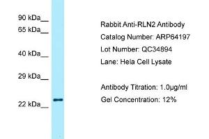 Western Blotting (WB) image for anti-Relaxin 2 (RLN2) (C-Term) antibody (ABIN2789762) (Relaxin 2 antibody  (C-Term))