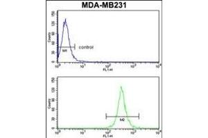 ARHG Antibody (Center) (ABIN652455 and ABIN2842309) flow cytometry analysis of MDA-M cells (bottom histogram) compared to a negative control cell (top histogram). (ARHGAP18 antibody  (AA 180-207))