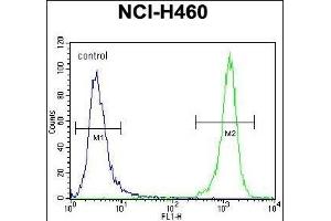 DGKQ Antibody (C-term) (ABIN392717 and ABIN2842188) flow cytometric analysis of NCI- cells (right histogram) compared to a negative control cell (left histogram). (DGKQ antibody  (C-Term))